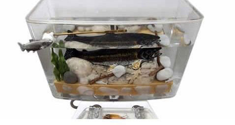 �ձ�͸���RͰ������