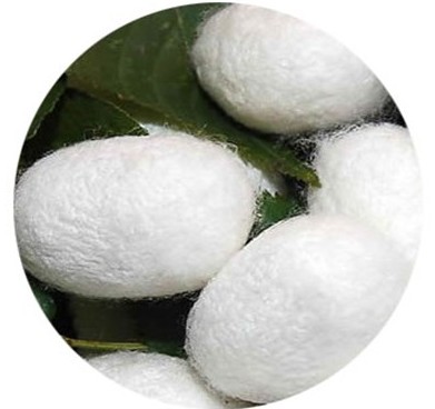 3·15神神家紡在行動 鑒別蠶絲被