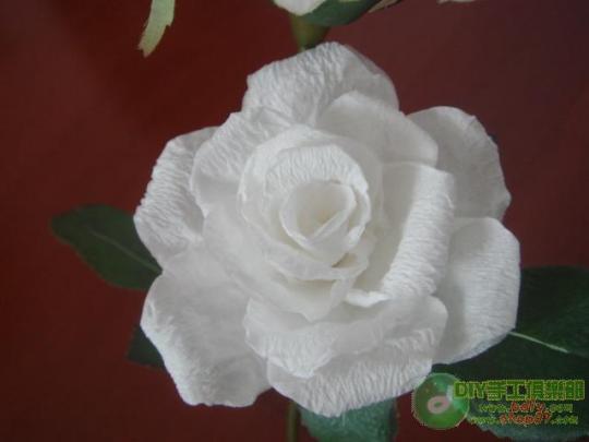 紙做的玫瑰花
