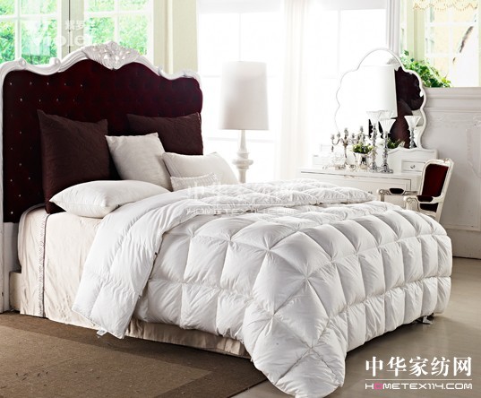 蕭瑟冬日 紫羅蘭與你溫暖相伴