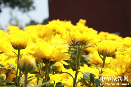 寶縵家紡春季美麗養出來