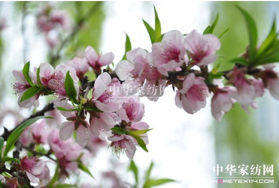 新生綠植 為雅居添活力