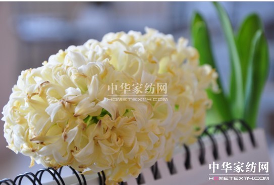 寶縵:初春乍暖 愛上生機(jī)