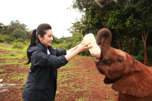 李冰冰出演"變四"引熱議非洲認養(yǎng)幼象