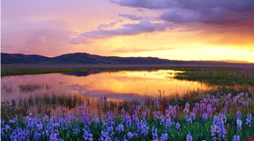 歐派家紡:與春相約,漫步花田