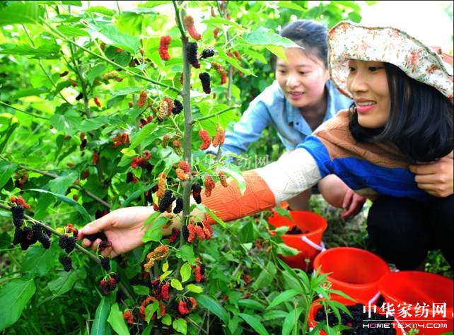 玖久絲綢:桑葚采摘節(jié)圓滿(mǎn)落幕