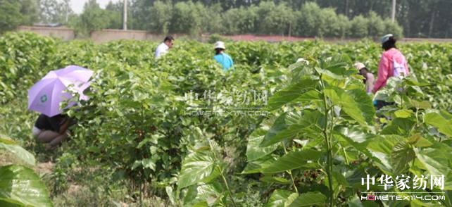 玖久絲綢:桑葚采摘節圓滿落幕