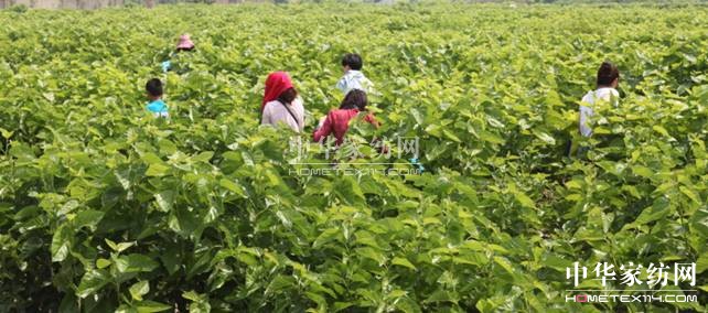 玖久絲綢:桑葚采摘節圓滿落幕