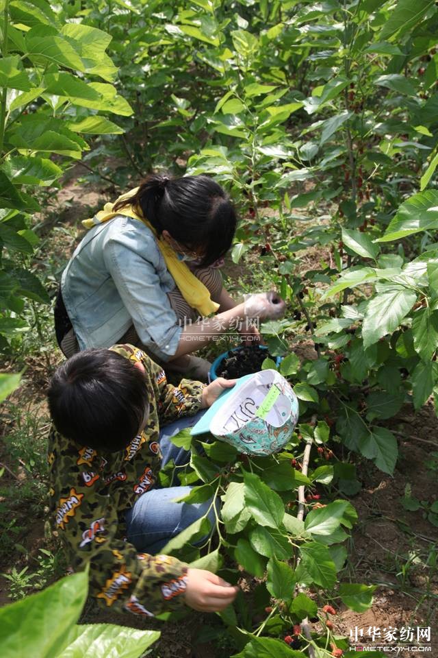 玖久絲綢:桑葚采摘節圓滿落幕