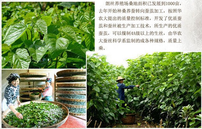 朗絲家紡:蠶絲被行業發展更需企業自律