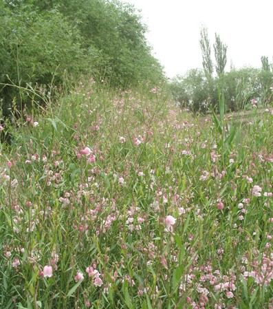 新疆一企業開發出80支高紡羅布麻紗家紡四件套售價11萬