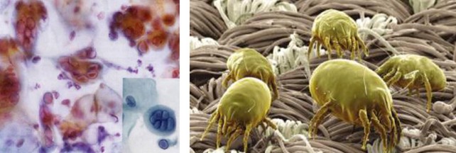 紫羅蘭生機(jī)家紡:解密健康睡眠