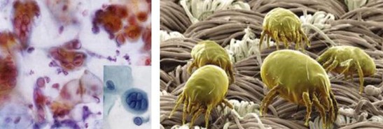 拒絕百萬螨蟲,首選紫羅蘭生機家紡