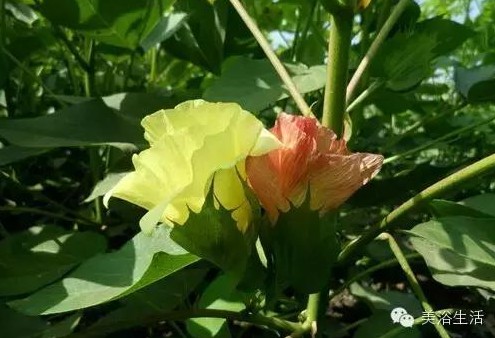 美浴生活:酒店的床單,毛巾、浴巾為什么都是白色的?