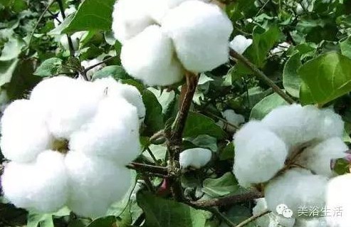 美浴生活:酒店的床單,毛巾、浴巾為什么都是白色的?