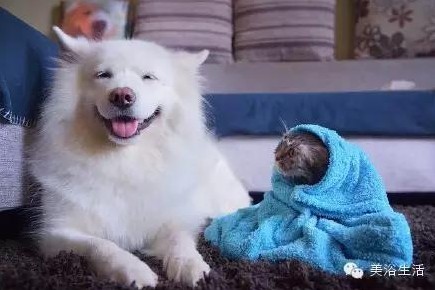 美浴生活:毛巾可以將就,毛巾也可以講究!