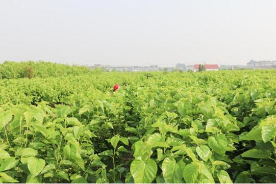 XʽzI@2017Ї(gu)ҼӼ\(chng)Ʒƪ(jing)I(y)(ni)ϵy(tng)xЌmԷQz