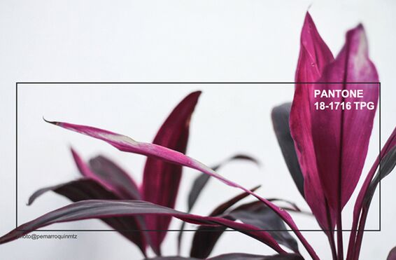 室內(nèi)紡織品設(shè)計偏愛2019秋冬流行色——布朗紅